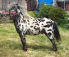 Miniature Spotted Pony